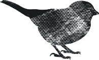 a silhoute of a bird representing my logo